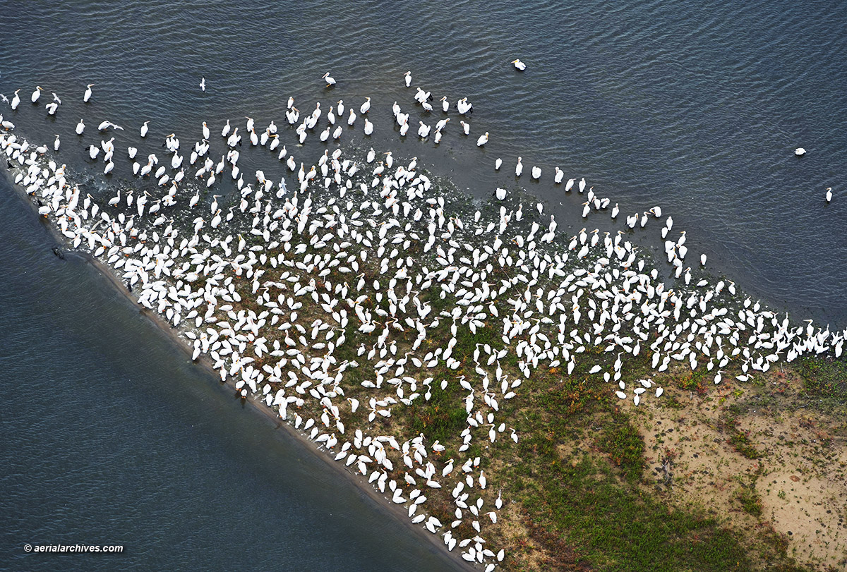 Aerial photograph of migrating white Pelicans on the Mississippi River