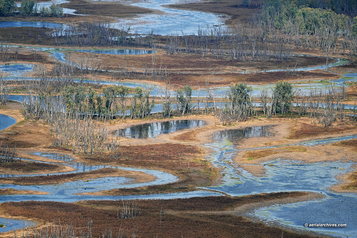 Aerial photograph of a dying flood plain forest at the Mississippi River